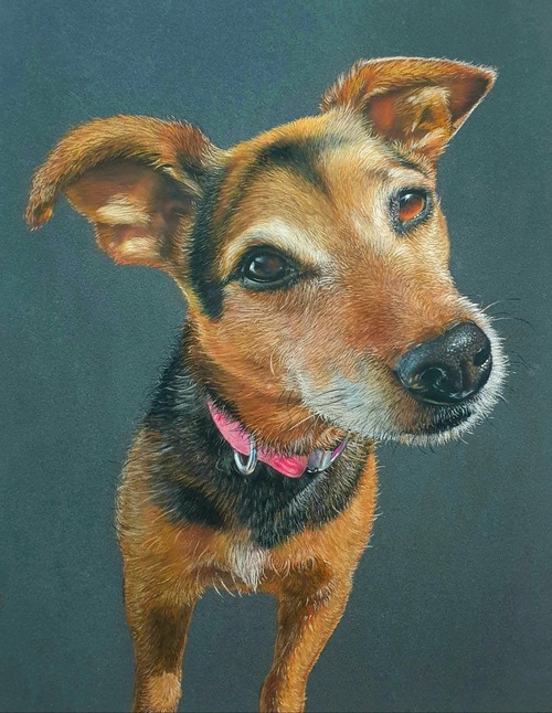 Jack Russell Pastel Pet Portrait - America, Canada, Australia, Spain, UK