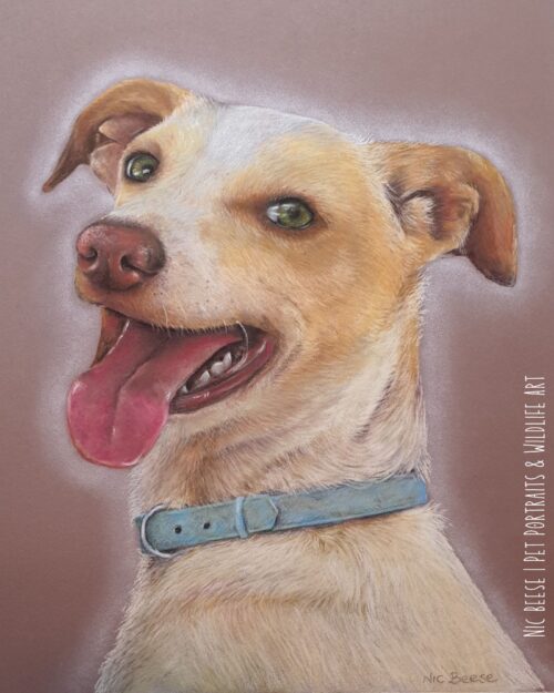 Tan Podenco - Spain, America, Canada, Australia