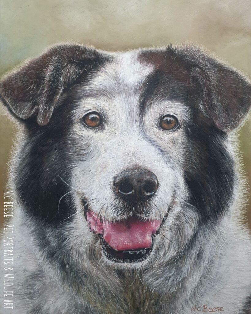 Big fluffy dog - Spain, America, Canada, Australia