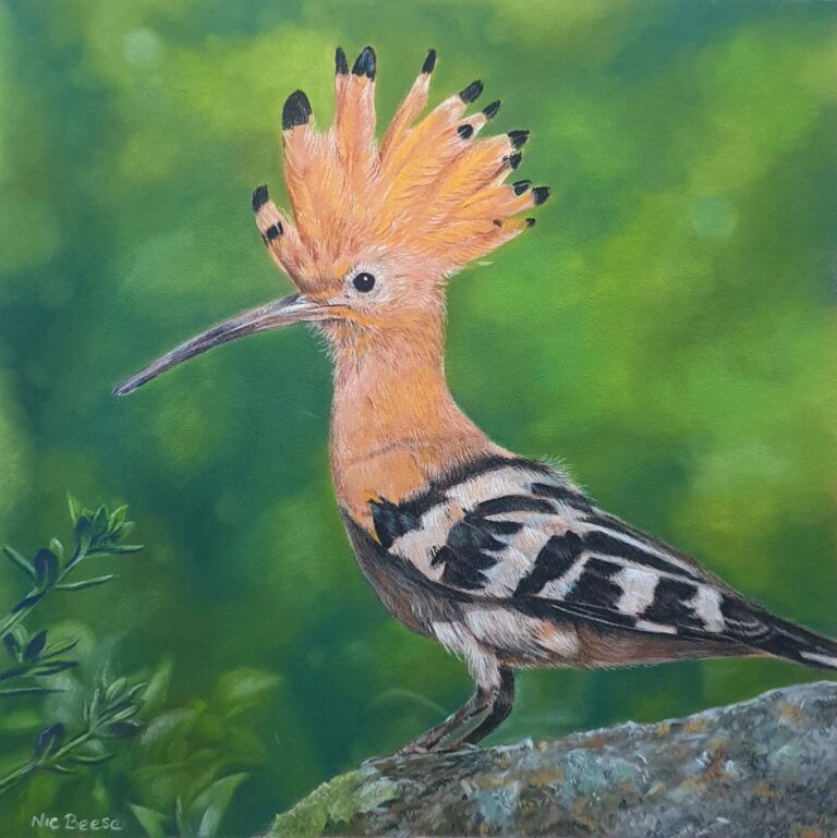 Hoopoe Bird Spain USA Canada Australia